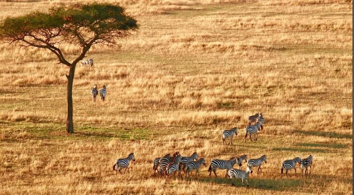 image showing zebras