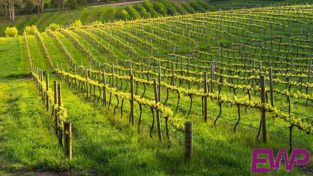 Exploring the Best Wine Regions in the World to visit