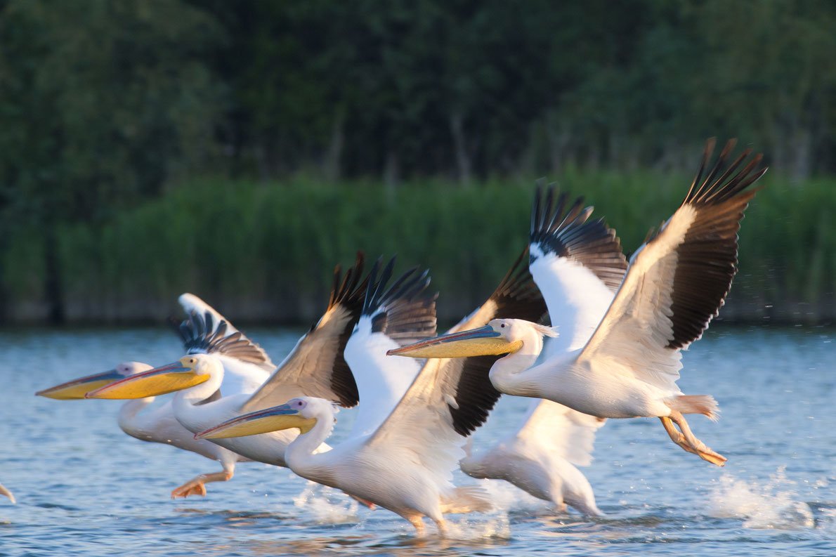Top Destinations for Bird Watching